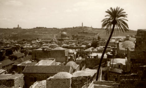 Jerusalem and olive tree