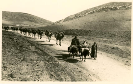 Camels on the way to Jericho