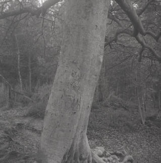 December 1965 - Same view of Ellen Waddington's Deerleap.  Details on tree.