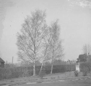 Birch trees at Ditchling  22.4.55