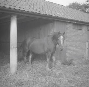 Cop Dock horse in West Hills Farm  Oct 57