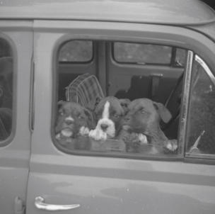 Jay & Bakis puppies in car  Oct 57