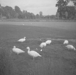 Slimbridge W. F. T geese  31.8.59