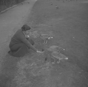 Slimbridge W. F. T  Ruth & Hawaiian geese  31.8.59