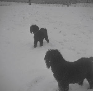 Poodles in snow.  28.12.62