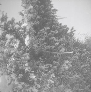 Hillesley Ho.  Hoar frost on tree.  26.1.63