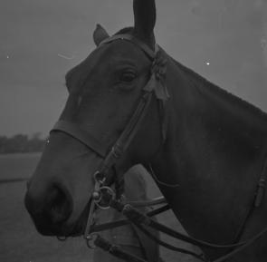 Army Horse Show  Delhi 1952  Miss Haddon's  31.12.52