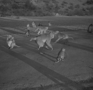 Monkeys at Tyblayabad  3.1.54