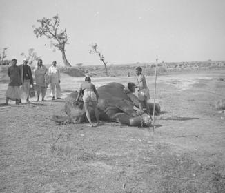 Elephant being washed, Meanut Rd  17.1.54