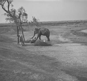 Elephant after being washed, Meanut Rd  17.1.54
