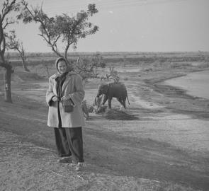 Mary E and elephant after being washed, Meanut Rd  17.1.54