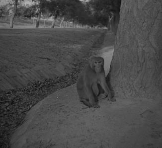 Monkey on Meanut Rd  17.1.54
