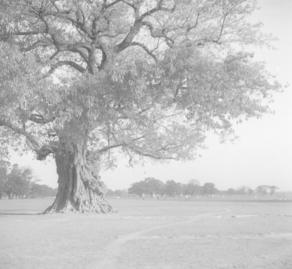 Calcutta. Tree Maidens 17.2.51