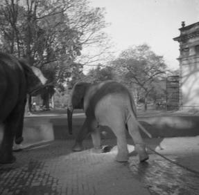 Calcutta Zoo.  Baby Elep.  15.2.51