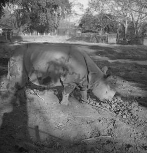 Calcutta Zoo.  Rhino.  15.2.51