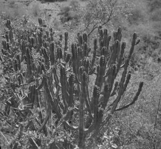 Cactus at Kolpa.  15.4.51