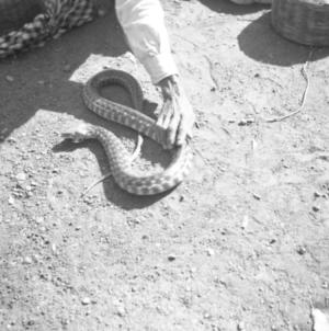 Snakes  Malabar Hill.  Krait  18.2.52