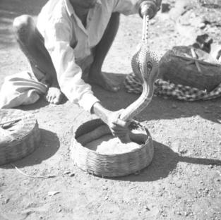 Snakes  Malabar Hill.  Cobra  18.2.52