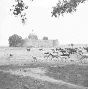 Tughlakabad Citadel  Ghiyas-ud-din tomb  29.6.52