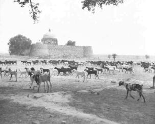Tughlakabad Citadel  Ghiyas-ud-din tomb  29.6.52