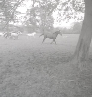 14th May 1966 - Horses at D.