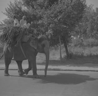 Elephant in Wellesley Road Delhi  4.11.53