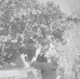 Georgie and grapes  Hillesley Ho.  Sept 59