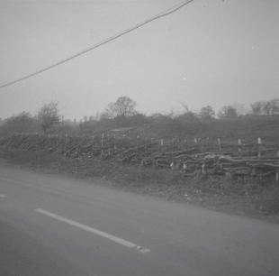 Laid Hedge Newent - Glos Road  4.60