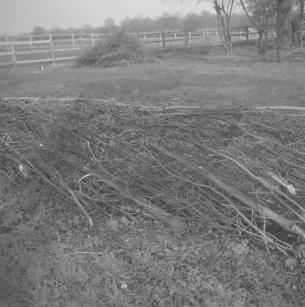 Laid Hedge Newent - Glos Road  4.60