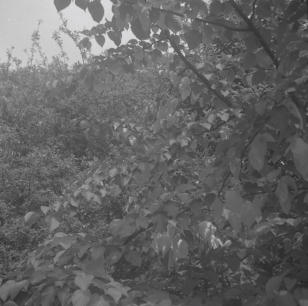 Hardleadpt tree  5.60