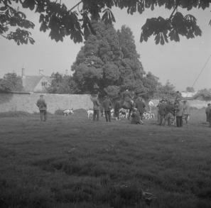 Duke of Beaufort Hunt  Hillesley Meet 60  5.60