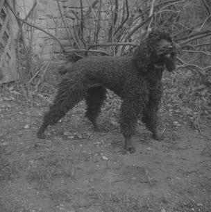 Poo outside apple store  Hillesley House  Sept 1960