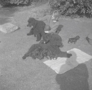 Chini's puppies  5.3.61