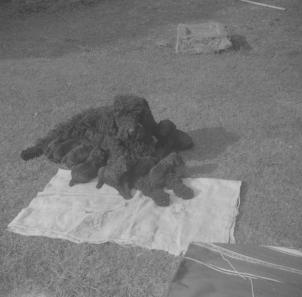 Chini's puppies  5.3.61