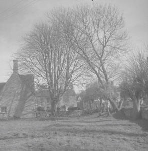 Ash trees  Portcullis  4.3.61