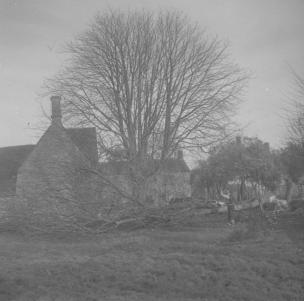 Ash trees felling  Portcullis  4.3.61