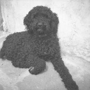 Poodle  June 56