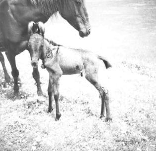 Balawat  Foal and mother  21.4.56