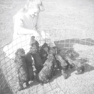 Georgie and Poo's puppies  9.5.58