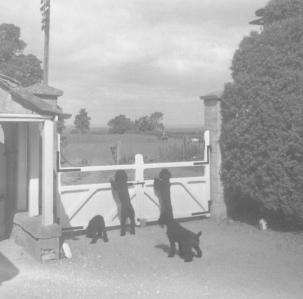 Hillesley Ho.  New gates and poodles.  4.7.61