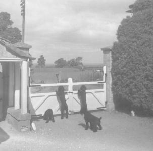 Hillesley Ho.  New gates and poodles.  4.7.61