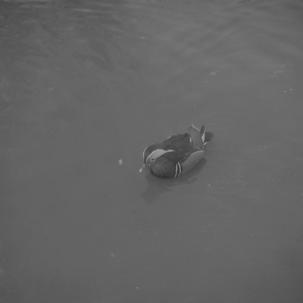Slimbridge  Male Manderin duck  8.2.62