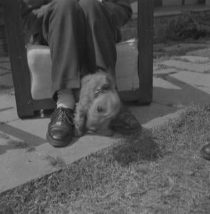 Kasanli.  Tosea (dog)  21.9.52